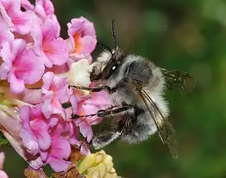 Anthophora plumipes