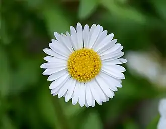 Соцветие маргаритки многолетней (Bellis perennis)