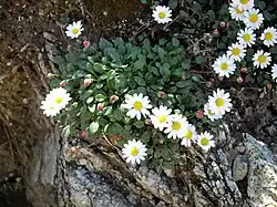 В природе (Корсика)