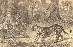 Фронтиспис с книги Бельта The Naturalist in Nicaragua (1874)