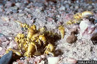 Bembecinus quinquespinosus