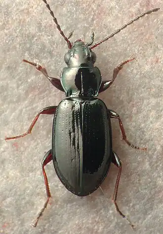 Bembidion grapii