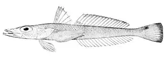Bembrops gobioides