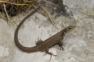 Пелопоннесская килеватая ящерица