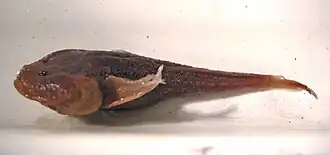 Пуголовка Абдурахманова