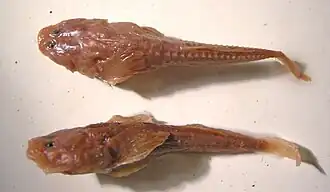 Узкоголовая пуголовка