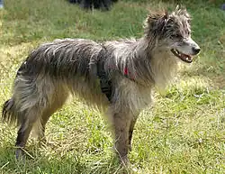 Гладкомордая пиренейская овчарка