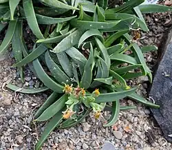 Bergeranthus scapiger