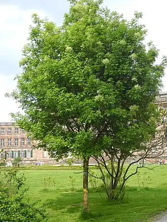 Габитус взрослого дерева в горном парке Вильгельмсхёэ, Кассель