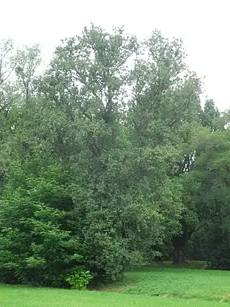 Габитус взрослого дерева в горном парке Вильгельмсхёэ, Кассель, Германия