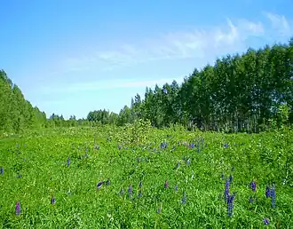 Микрорайон Берёзки. 2011&nbsp;год