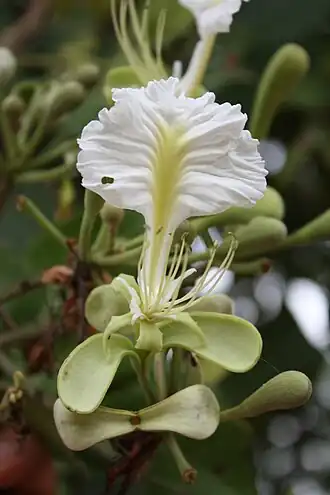 Berlinia grandiflora