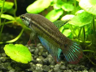 Самец Betta imbellis