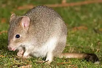 Короткомордый кенгуру