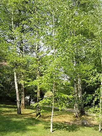 Betula szechuanica