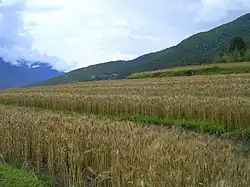 Террасное земледелие в долине Пунакха