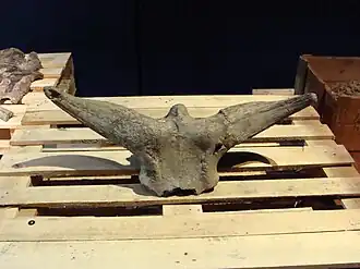 Череп в музее Натуралис