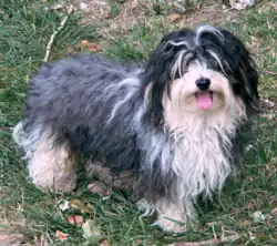 Гаванский бишон