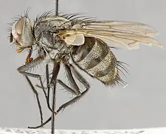 Billaea triangulifera