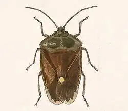 Edessa pudica