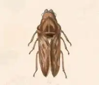 Endoiastus