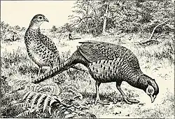 Изображение&nbsp;(недоступная ссылка) обыкновенного фазана зеравшанского