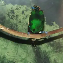 Великолепная райская птица, вид снизу