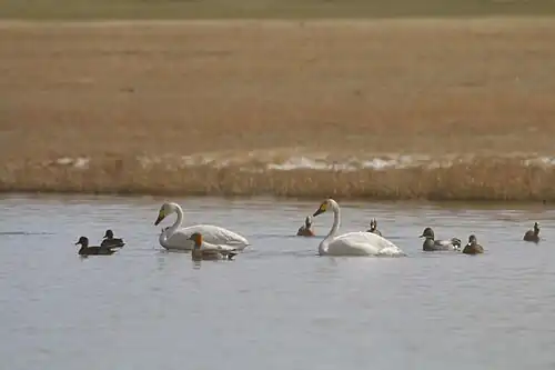 Боргойский заказник весной и осенью привлекает любителей наблюдать за птицами