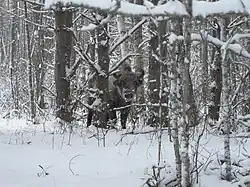 Самец зубра из вольной популяции зубров (2014 год)