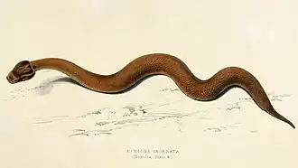 Bitis inornata. Иллюстрация 1838 года (Эндрю Смит).