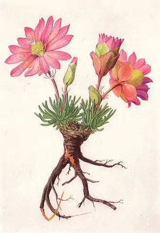 Lewisia cotyledon. Ботаническая иллюстрация&nbsp;из National Geographic Magazine, 1917