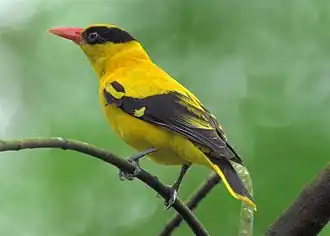 Китайская иволга