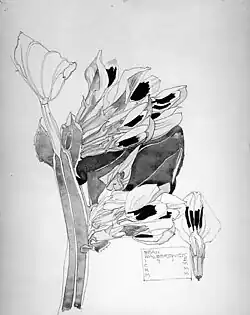 Чёрная фасоль. Бумага, карандаш, акварель. 1915. Метрополитен-музей, Нью-Йорк