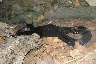 Lampropeltis nigra