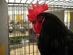 Взрослый петух, возможно, породы лангшан