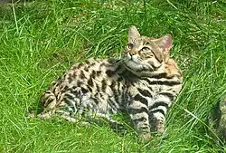 Черноногая кошка (род кошки)