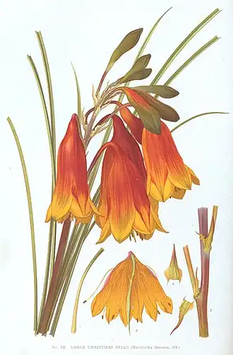 Блендфордия крупноцветковая (Blandfordia grandiflora), иллюстрация Эдварда Минхена