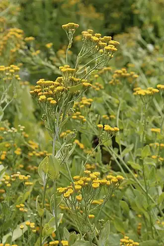 Пижма бальзамическая. Побег с соцветиями