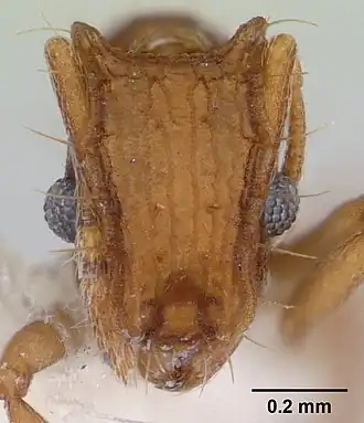 Голова близкого вида B. brasiliensis