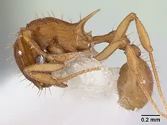 Муравей Blepharidatta brasiliensis