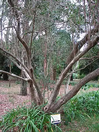Blepharocalyx salicifolius