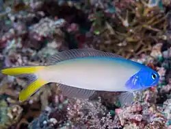 Hoplolatilus starcki