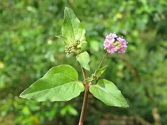 Бурхавия раскидистая (Boerhavia diffusa)