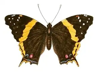 Antanartia hippomene