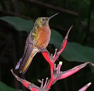 Каштановогрудый венценосный колибри