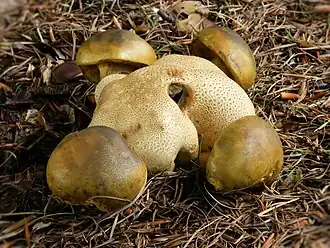 Плодовые тела Boletus parasiticus на Scleroderma citrinum