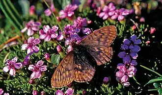 Перламутровка арктическая