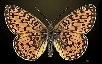 Перламутровка селена