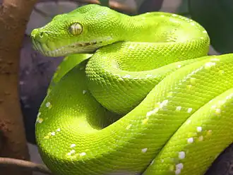 Зелёный, или древесный, питон (Morelia viridis)