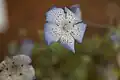 Nemophila menziesii integrifolia